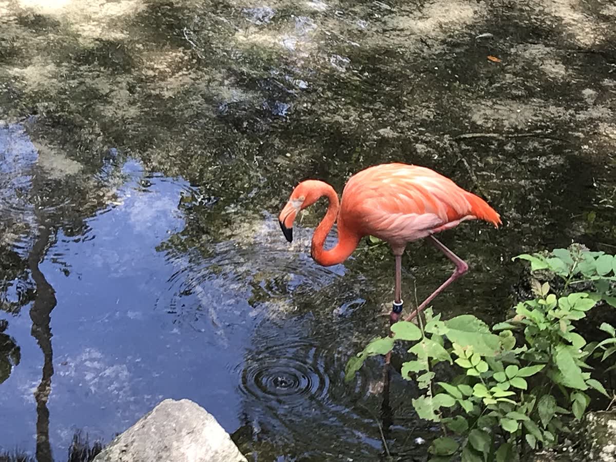 Homosassa Springs, Florida hot spring in United States