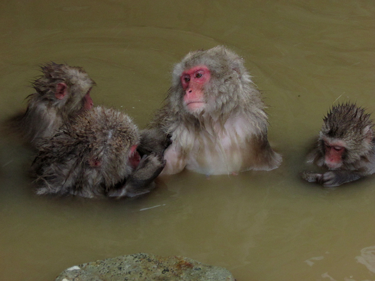 Jigokudani Monkey Park Japan hot spring in Japan
