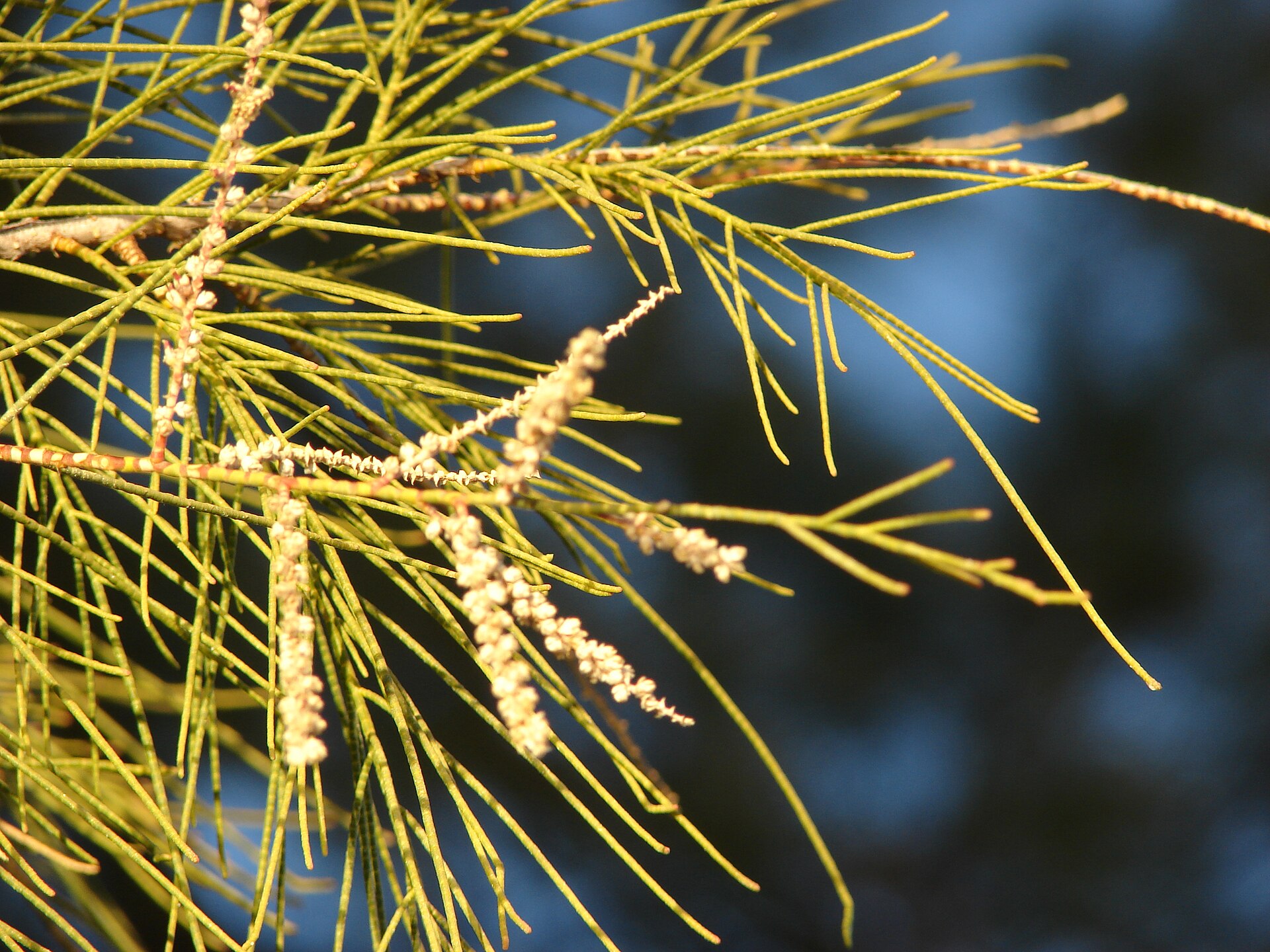 Rogers Spring, Nevada hot spring in United States